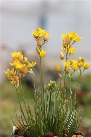 Ornithogalum multifolium: Ohgi Nursery Blog