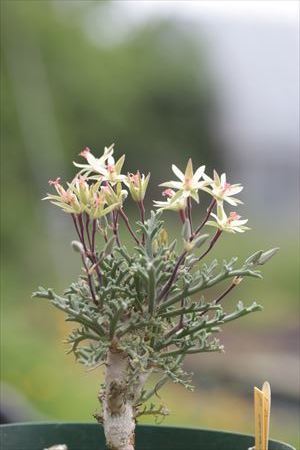 Pelargonium ceratophyllum: Ohgi Nursery Blog