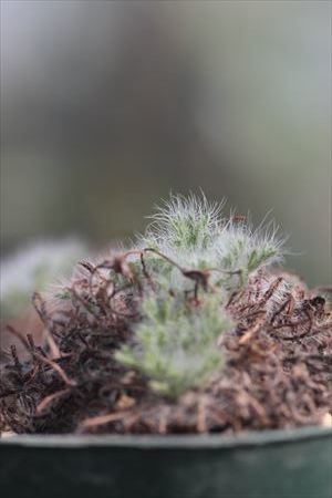 Pelargonium caroli-henrici: Ohgi Nursery Blog