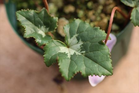 Cyclamen hederifolium ssp. crassifolium: Ohgi Nursery Blog