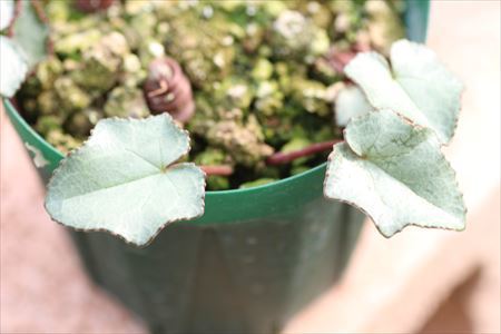 Cyclamen hederifolium ssp. crassifolium: Ohgi Nursery Blog