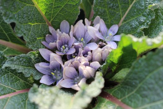 Ohgi Nursery Blog 薬草 毒草